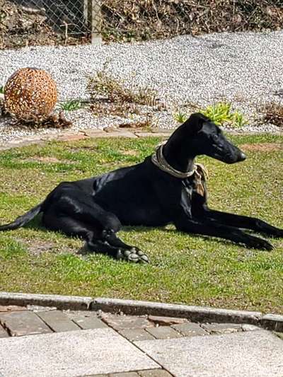 Windhunde - Treffen der besonderen Schönheiten
HERZLICH WILLKOMMEN-Beitrag-Bild