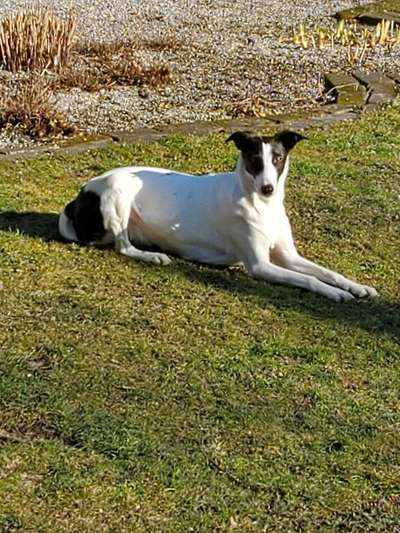 Windhunde - Treffen der besonderen Schönheiten
HERZLICH WILLKOMMEN-Beitrag-Bild