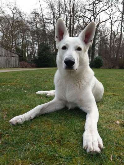 Schäferhund-Beitrag-Bild