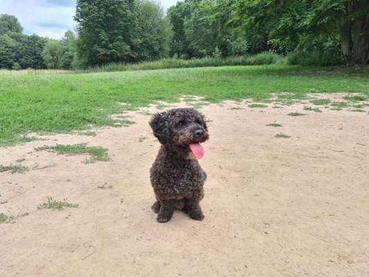 Hundetreffen-Spielen auf der Hundewiese-Bild