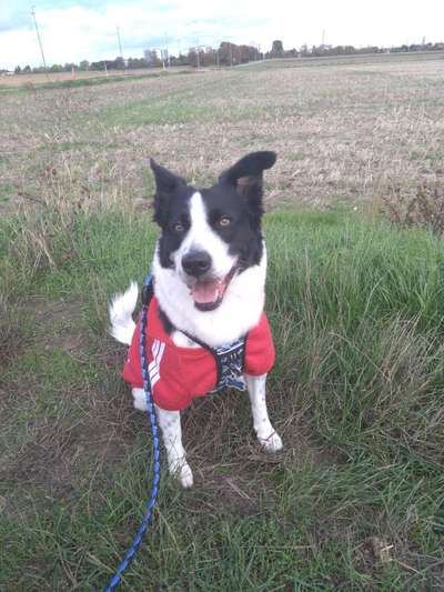 Zeigt mal eure border Collies :)-Beitrag-Bild