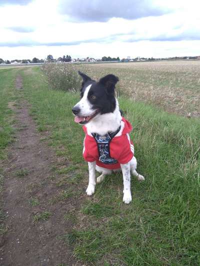 Gibt's hier noch mehr Border Collies???-Beitrag-Bild
