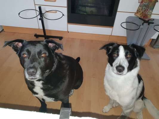 TierschutzhundeStammtisch🐕-Beitrag-Bild