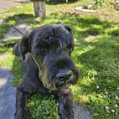 Hundetreffen-Schnauzertreff-Bild