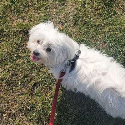 Hundetreffen-Junghund sucht Spielkameraden-Bild