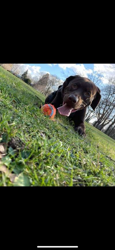 Dogorama Photo Challenge - Einmal lächeln bitte-Beitrag-Bild