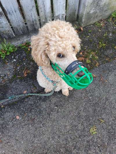 Zeigt her eure Pudel-Beitrag-Bild