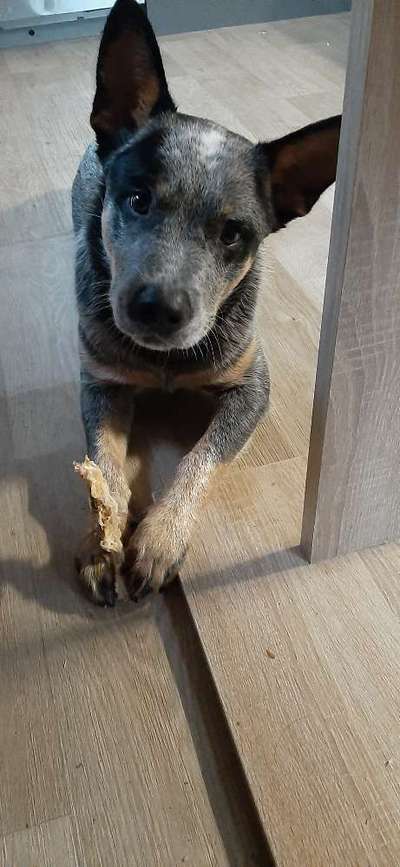 Australian Cattle Dog-Beitrag-Bild