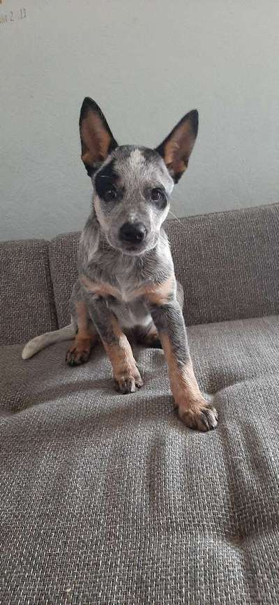 Australian Cattle Dog-Beitrag-Bild