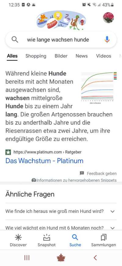 Australian Cattle Dog-Beitrag-Bild