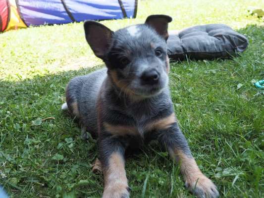 Australian Cattle Dog-Beitrag-Bild