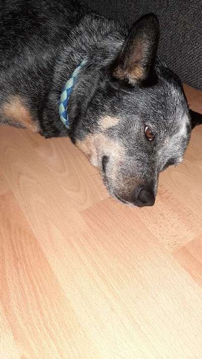 Australian Cattle Dog-Beitrag-Bild