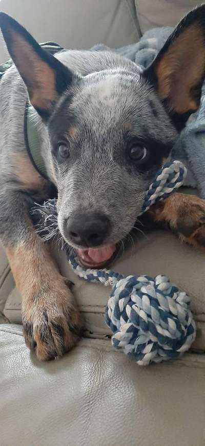 Australian Cattle Dog-Beitrag-Bild