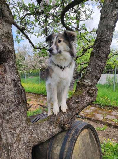 Hundetreffen-Spielen und Laufen-Bild