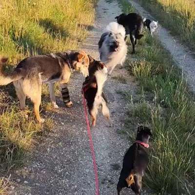 Hundetreffen-Wasserstelle gesucht-Bild