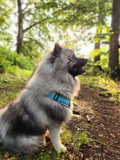 Hundetreffen-Gassi- und Trainingspartner gesucht-Bild