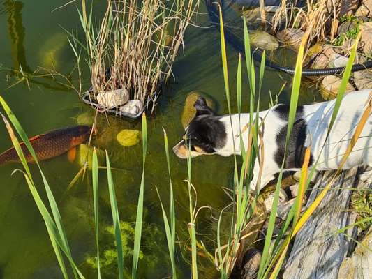 Fotowettbewerb Natur-Beitrag-Bild