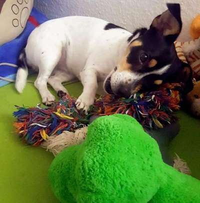 Wo sind die Jack und Parson Russell Terrier?-Beitrag-Bild