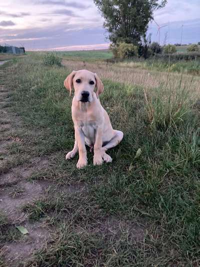 Dein Hund im Dogorama-Kalender 2021-Beitrag-Bild