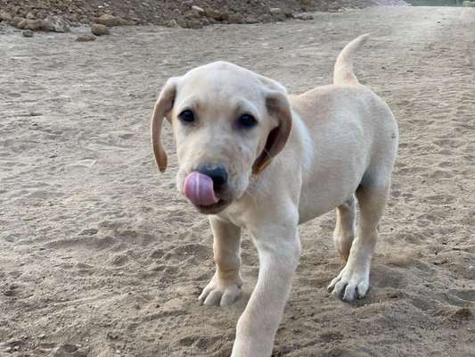 Dein Hund im Dogorama-Kalender 2021-Beitrag-Bild