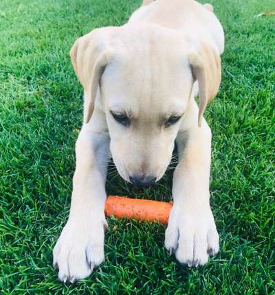 Dein Hund im Dogorama-Kalender 2021-Beitrag-Bild