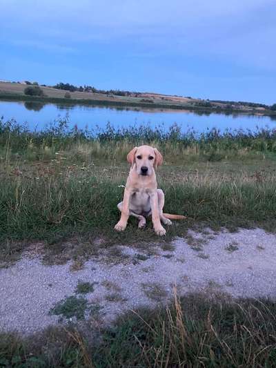 Dein Hund im Dogorama-Kalender 2021-Beitrag-Bild