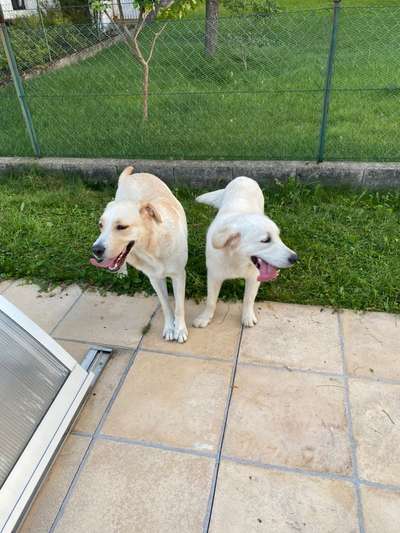 Bester Freund, Hundekumpel - zeigt her!-Beitrag-Bild