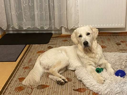 Wo sind die Golden Retriever Liebhaber?-Beitrag-Bild