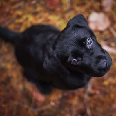 Hundetreffen-Spielrunde in und um vöhringen-Profilbild