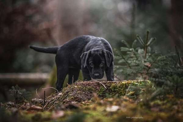 Labradorfans-Beitrag-Bild