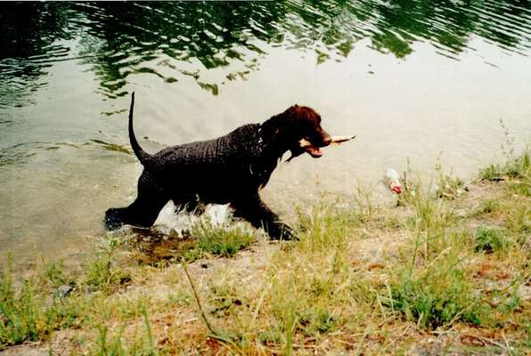 Dogorama-Monats-Challenge-Mai "Wasser"-Beitrag-Bild