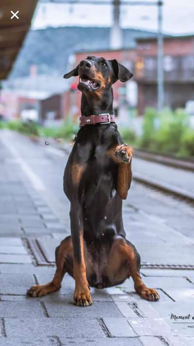 Die Dogorama Kalender Challenge Titelbild-Beitrag-Bild