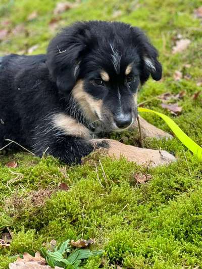 Dogorama Photo Challenge - Be my valentine-Beitrag-Bild