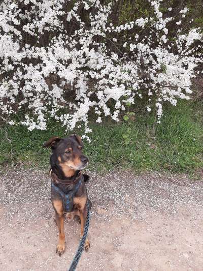 Dogorama Photo Challenge - Der Frühling kommt-Beitrag-Bild