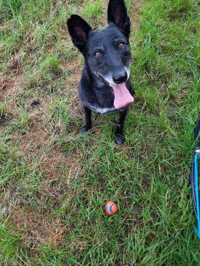 Radfahren mit Hund-Beitrag-Bild