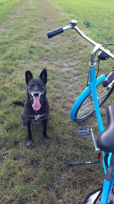 Radfahren mit Hund-Beitrag-Bild