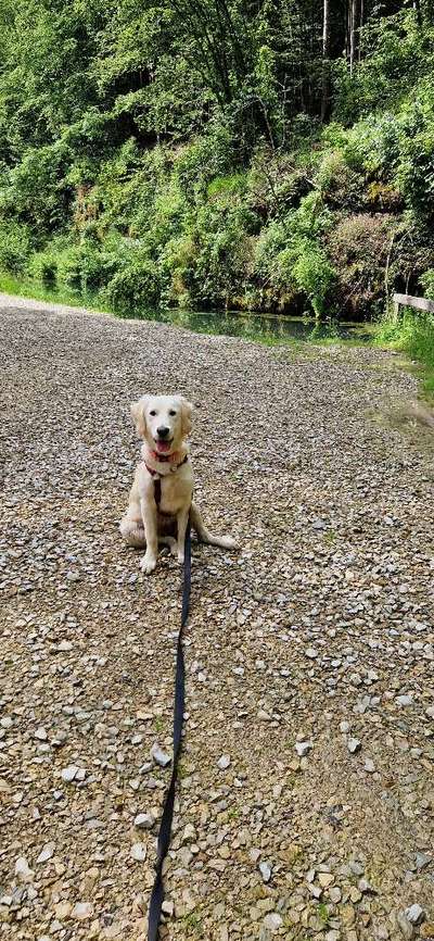 Golden Retriever-Beitrag-Bild