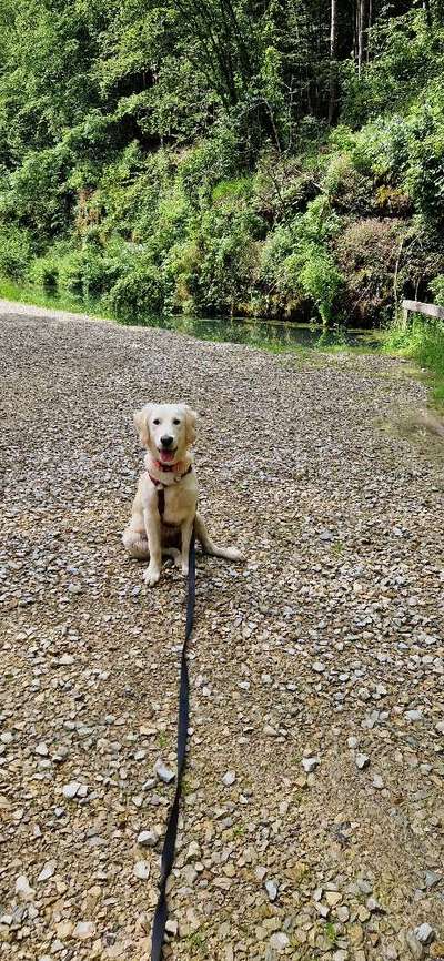 Golden Retriever-Beitrag-Bild