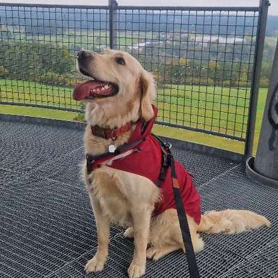 Hundetreffen-Spiel Date ☀️🐕‍🦺-Bild