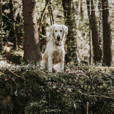 Hundetreffen-Spielkameraden gesucht!-Bild