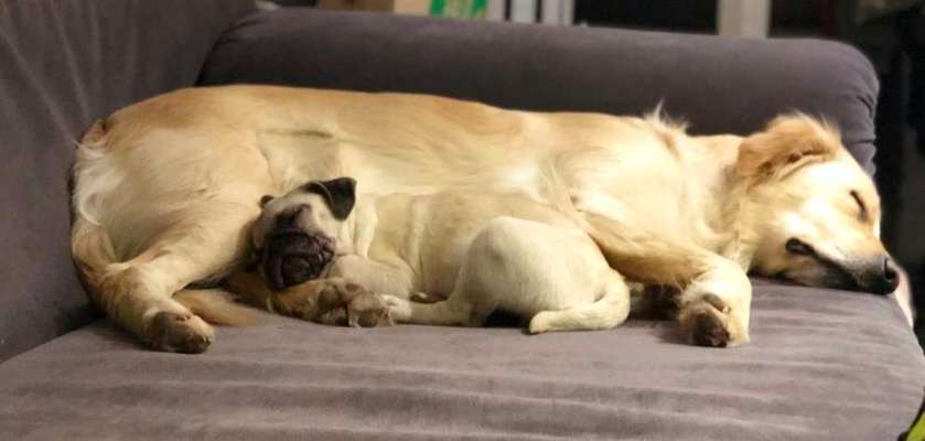 Welpen Bilder !-Beitrag-Bild