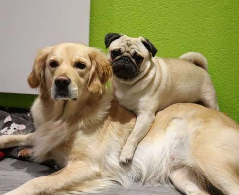 Bester Freund, Hundekumpel - zeigt her!-Beitrag-Bild