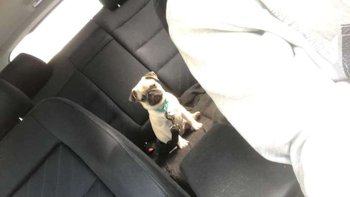 Welpen Bilder !-Beitrag-Bild