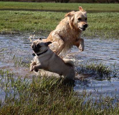 Bester Freund, Hundekumpel - zeigt her!-Beitrag-Bild