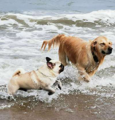 Zeige das lustigste Bild eures Hundis-Beitrag-Bild