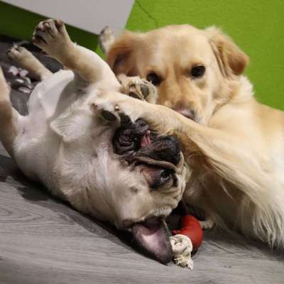 Bester Freund, Hundekumpel - zeigt her!-Beitrag-Bild