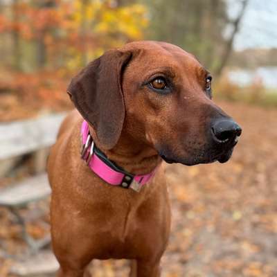 Hundetreffen-Rhodesien Ridgeback Treffen-Bild