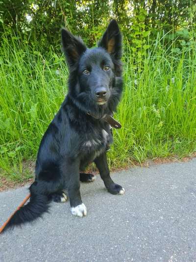 Gibt's hier noch mehr Border Collies???-Beitrag-Bild