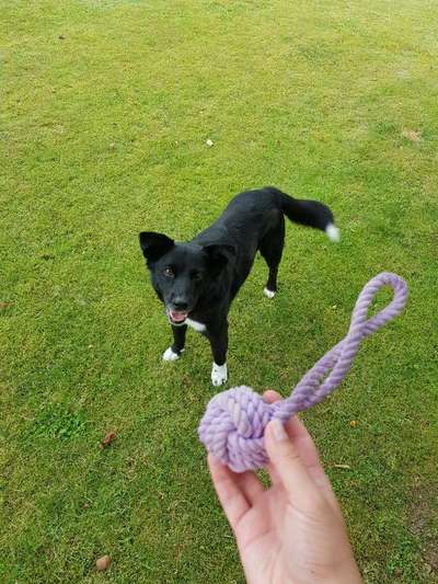 Podencomischling oder Podenco-Beitrag-Bild