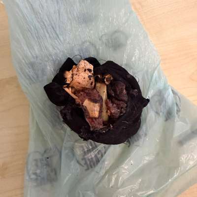 Giftköder-Giftköder gefunden-Bild